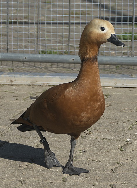 从技战术执